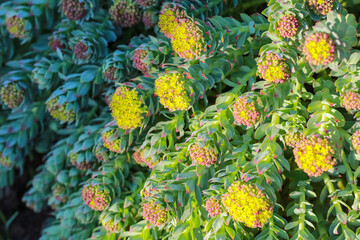 medical plant Roseroot (Rhodiola Rosea)
