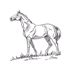 Graceful Running Horse in Minimalist Line Art, Featuring Flowing Mane for a Sense of Motion