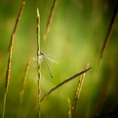 Libellule sur fond vert