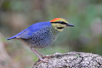 Thailand and south east asia resident bird, blue pitta, hydronis cyaneus