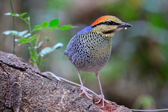 bird staning on timber and beautiful posting to photographer, male of blue pitta, hydronis cyaneus