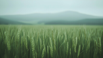 Naklejka premium Green wheat field, misty mountains backdrop, rural landscape, agriculture