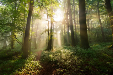 Obraz premium Panoramic landscape, beautiful rays of sunlight in a silent green forest. Royalty high-quality free best stock of sunlight shining through the vibrant lush green foliage, dynamic scenery