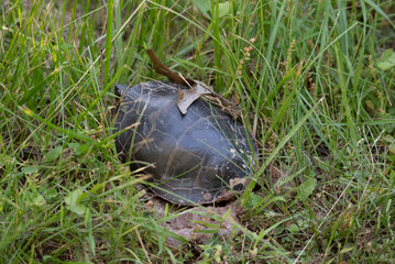 Eastern Painted Turtle