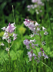 Sunlit pink Spanish bluebell flowers, Nottinghamshire, England
