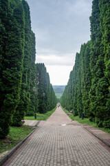 an alley between tall evergreen cypresses in a city park, postcard view