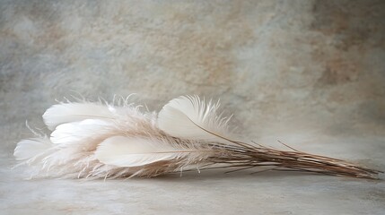 Delicate white feathers arranged on a neutral background