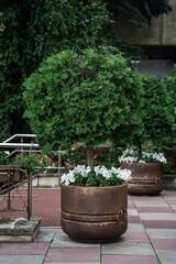 Vertical shot of a green thuja in a large decorative pot installed in a park area.