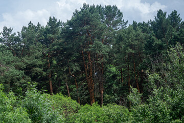 A lush, green pine forest on a slightly overcast day.