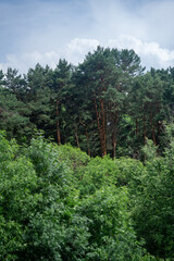 A lush, green pine forest on a slightly overcast day.