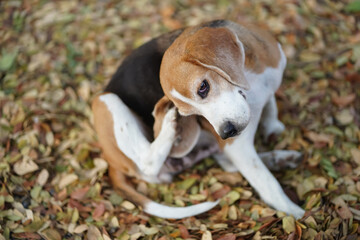 Beagle Dog Scratching Itself Amidst Fallen Autumn Leaves in Nature