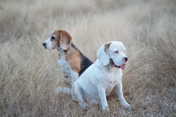 A cute white fur beagle dog and a tri-color beagle are sitting on the meadow in the evening.