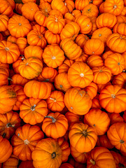 mini pumpkins