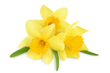 Fototapeta premium Daffodil flower or narcissus isolated on white background with full depth of field