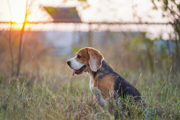 Beagle Dog Sitting in a Grassy Meadow at Sunset Outdoors