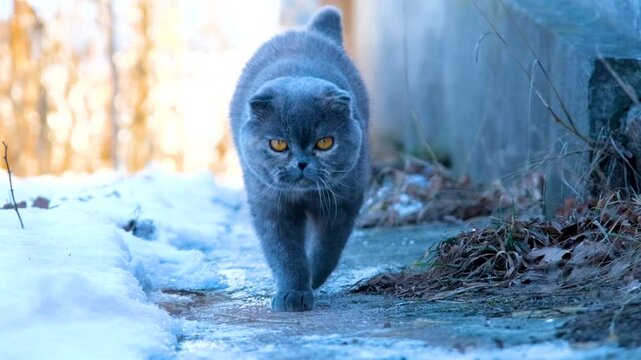 Determined Scottish Fold cat walking on an icy winter path, perfect for pet-themed content, seasonal animal care articles, and feline adventure stories