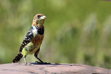 Haubenbartvogel oder Schwarzrücken-Bartvogel / Crested barbet / Trachyphonus vaillantii