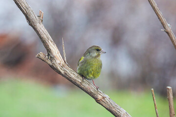 Greenfinch sitting on a tree