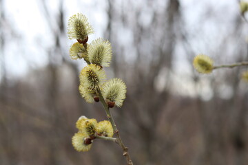 willow catkins in spring