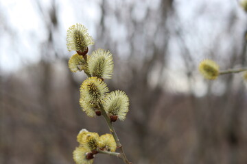 willow branches with catkins © Hanna