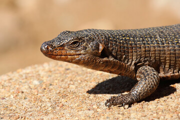 Felsen-Schildechse / Giant plated lizard / Matobosaurus validus