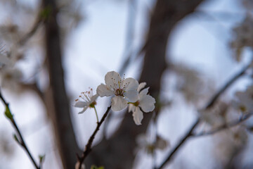 cherry tree blossom