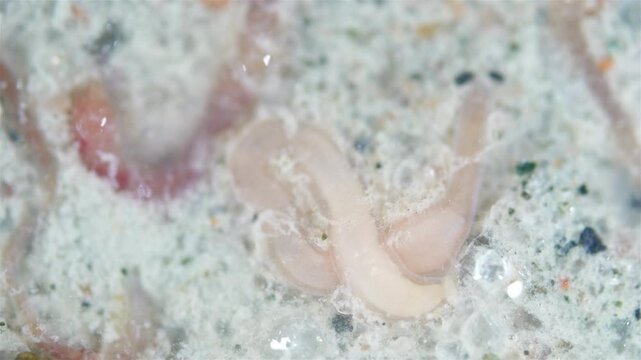 Nemertea worm under microscope, possible Amphiporus lactifloreus. Predator, scurry about in the mud. White Sea