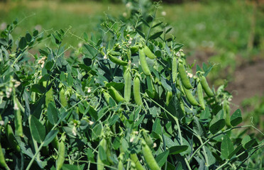 Fototapeta premium green pea pods on the field. green peas growing on a farm plot