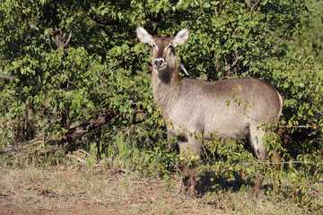 Wasserbock / Waterbuck / Kobus ellipsiprymnus