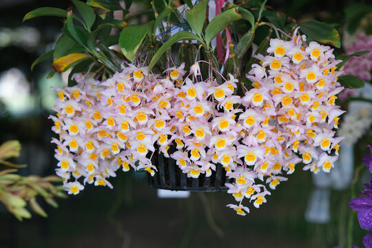 Bunch of Dendrobium densiflorum Lindl in pot
