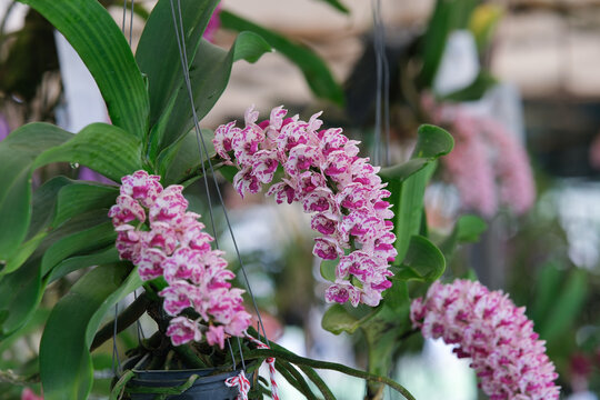 Close up of magenta and white rhynchostylis gigantea orchid flower 
