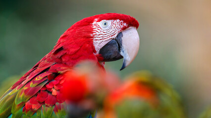 Portrait of a Red and green macaw. Ara chloropterus, Bioparc, Doué la Fontaine, Maine et Loire 49,...