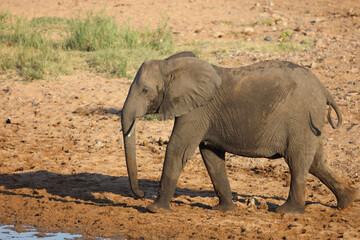 Afrikanischer Elefant / African elephant / Loxodonta africana