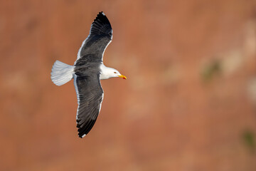 Heringsmöwe im Flug über die Klippen von Helgoland