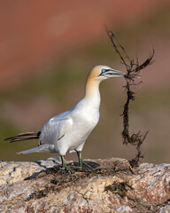 Basstölpel sitzt mit Nestmaterial im Schnabel auf einer Klippe