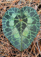 Wild cyclamen plant. Heart-shaped leaf of wild cyclamen on pine forest flowerbed.