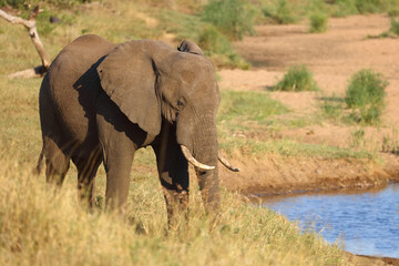 Afrikanischer Elefant / African elephant / Loxodonta africana