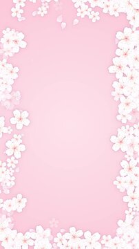  spring cherry flowers blossom border frame on pink background animation, vertical social media Japanese cherry blossom and petals motion design element