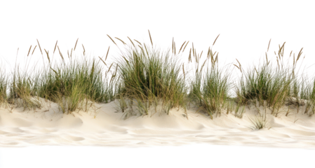 PNG Summer beach grasses nature sand.