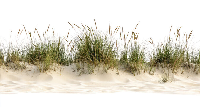 PNG Summer beach grasses nature sand.