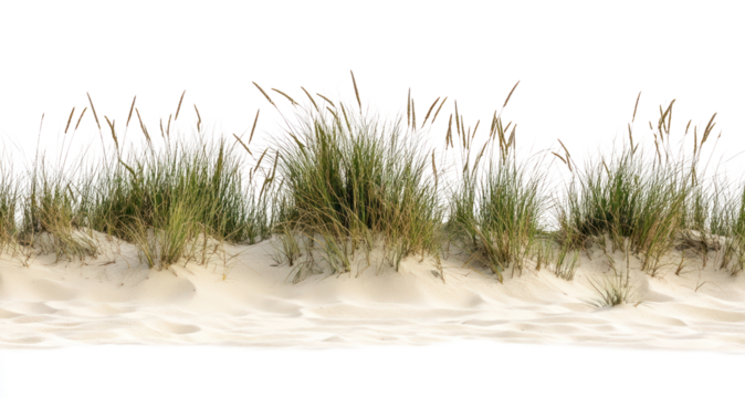 PNG Summer beach grasses nature sand.