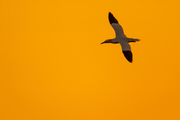 Basstölpel im eleganten Flug im Abendlicht