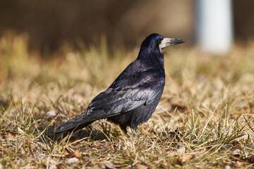 Saatkrähe auf einer Wiese in der Sonne