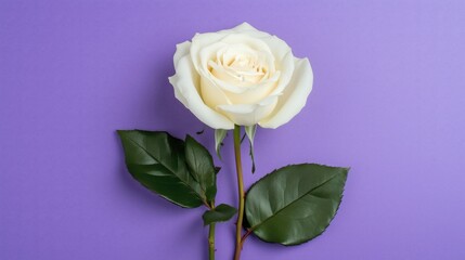 Fototapeta premium A beautiful white rose with green leaves on a purple background.