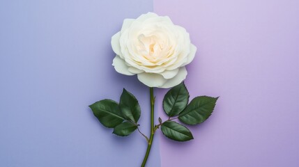 Fototapeta premium A beautiful white rose with green leaves on a purple and lavender background.