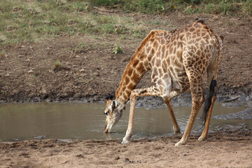 Giraffe / Giraffe / Giraffa camelopardalis
