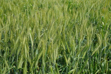 Immature Green Wheat Field with Slender Stalks and Awns, Agricultural Crop in Growth Stage