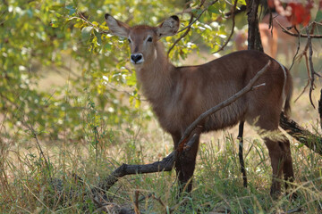 Wasserbock / Waterbuck / Kobus ellipsiprymnus..