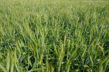 The wheat grain cultivation in the agricultural field