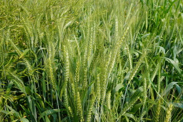 Obraz premium The bunch of wheat grain flowerheads on the agricultural field in close up